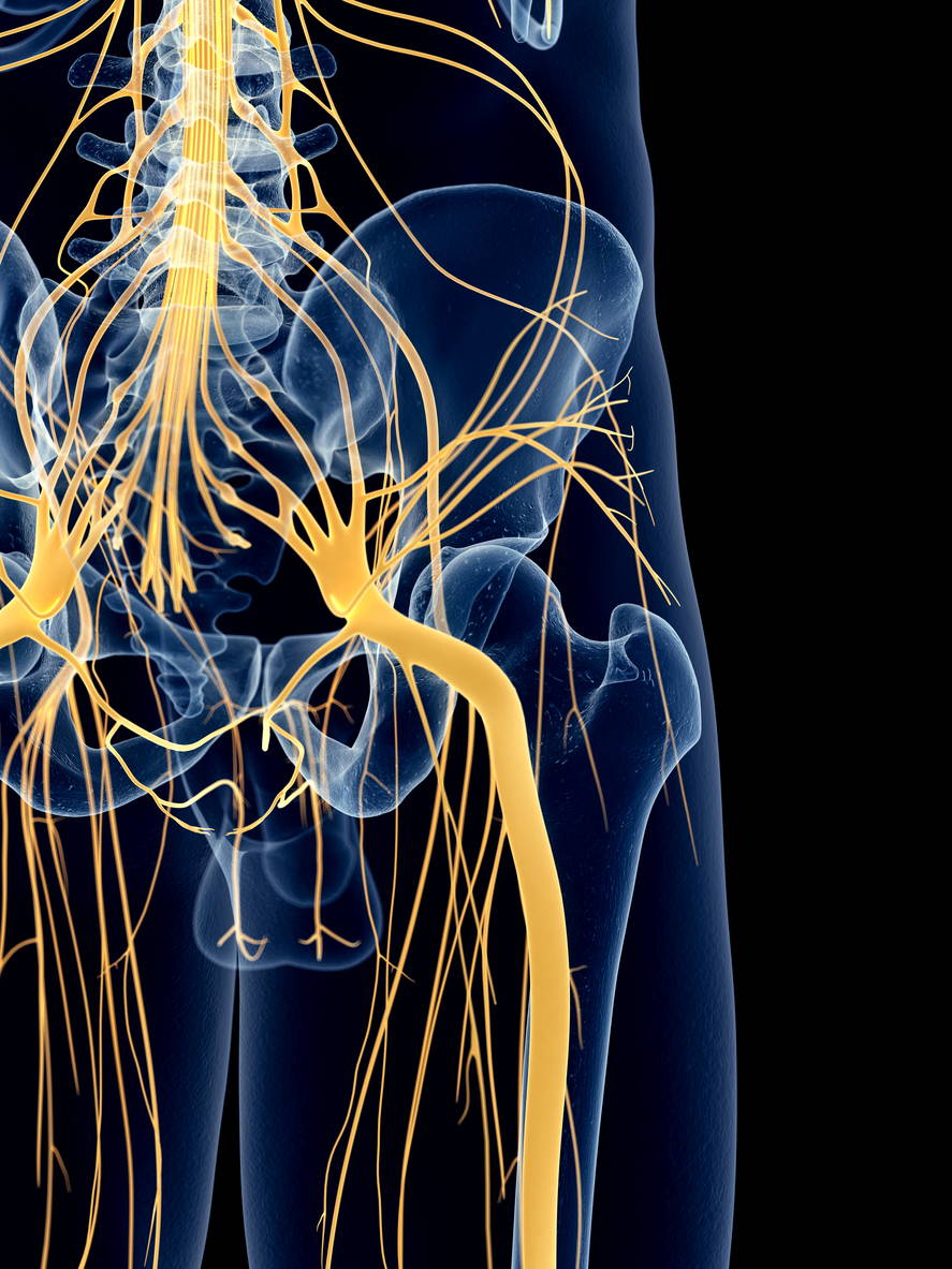 Una radiografia che mostra i nervi di un huma maschile